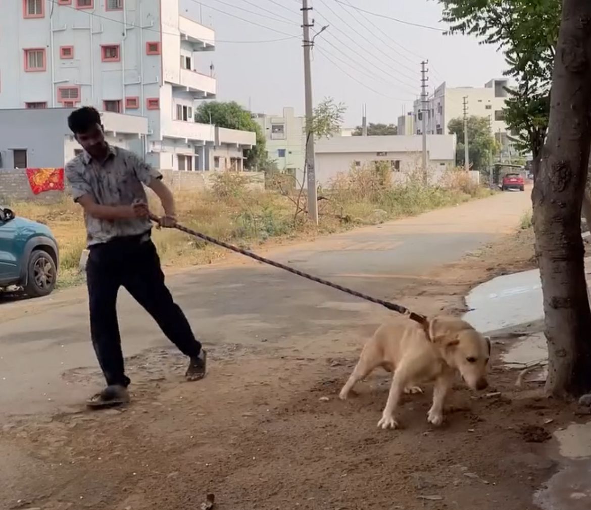 Dog pulling on leash