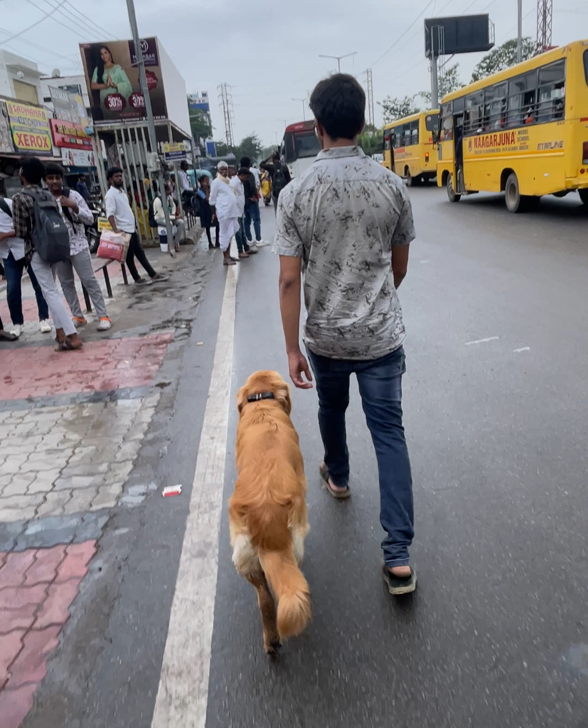 Golden Retriever walking off-leash